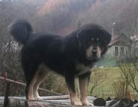 ZIZI Henriet´s garden,(DJEGO x RIA)